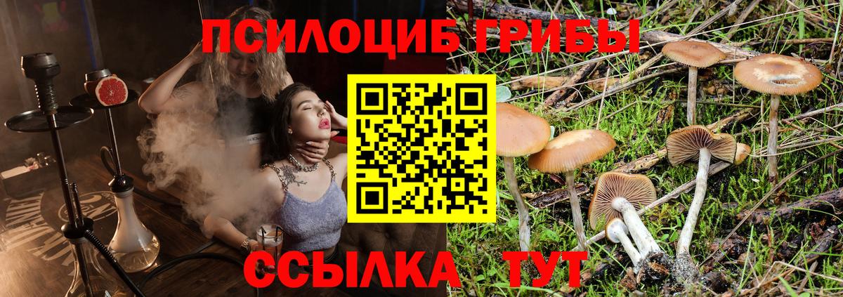 Новочеркасск  Псилоцибиновые грибы Psilocybe  Вход с VPN 